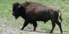 Bison fougueux Bison fougueux
